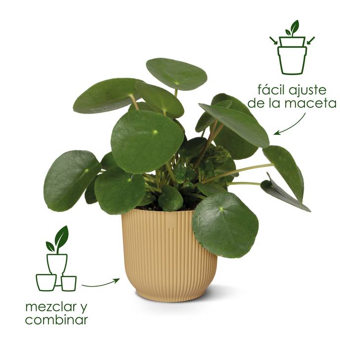 vibes fold round 14cm verde helecho